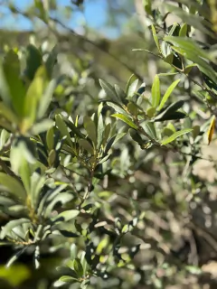 Olivos (Olea Europea) Ejemplar en internet