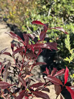 Photinia Fraseri 'Purple Astor' - comprar online