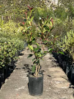 Photinia Fraseri - comprar online