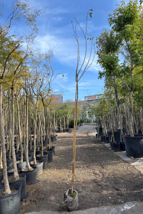 Tabebuia Chrysotricha - comprar online