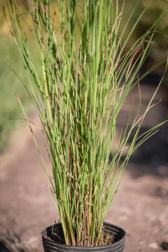 Imagen de Miscanthus