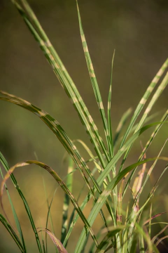 Miscanthus - comprar online
