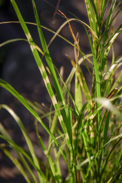 Miscanthus en internet