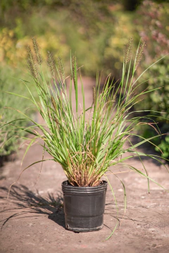 Pennisetum - comprar online