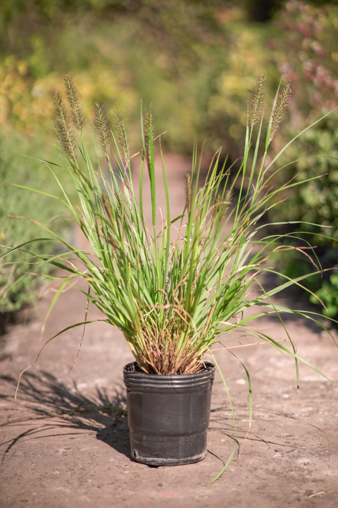 Pennisetum - comprar online