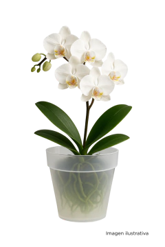 Maceta para Orquídeas - Viveros El Botánico