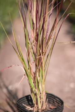 Pennisetum en internet
