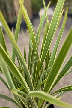 Phormium tenax ‘Erecta Aurea Nana’ en internet