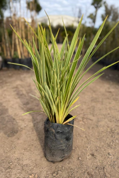 Phormium tenax ‘Erecta Aurea Nana’ - comprar online