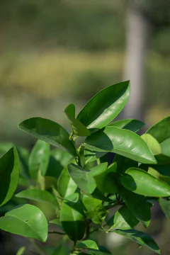 Pomelos - Viveros El Botánico