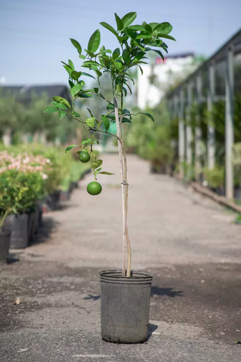 Pomelos - comprar online