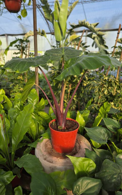 Alocasia Imperial Red - comprar online