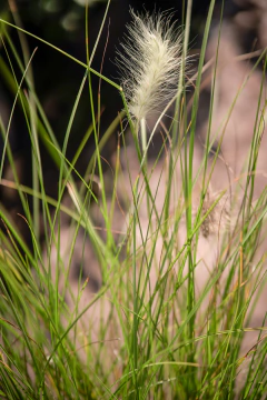Imagen de Pennisetum