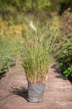 Pennisetum - tienda online