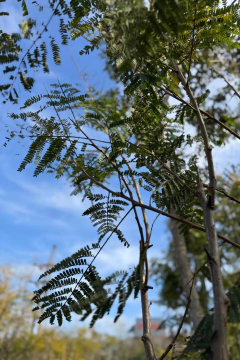 Ybirapita en internet