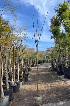 Ybirapita - comprar online