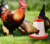 Comedero Para Gallinas Pollos Aves Pajareras Granja 6kg - comprar online