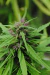 BIOCREMA CBD : Máxima equilibrio, repación e hidratación. - CAÑA DE ÁMBAR