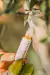 PERFUMES BOTÁNICOS