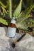 SERÚM EN GEL: LECHUGA Y ALOE VERA en internet