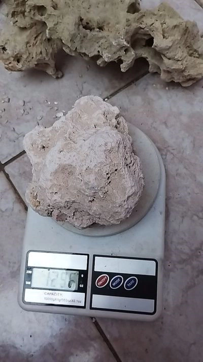 Rocha marinha coral morto / zanzibar