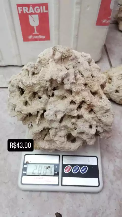 Rocha marinha coral morto / zanzibar - loja online