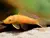 Cascudo Ancistrus Albino | 2 a 3 cm| ancystrus sp