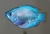 Colisa Azul - comprar online