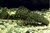 Cascudo Ancystrus