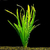 Vallisneria Gigantea - comprar online