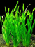 Vallisneria Spiralis - comprar online