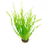 Vallisneria Spiralis