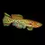 Killifish Gardneri - comprar online