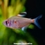Tetra Rosáceo - comprar online