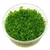 Hemianthus micranthemoides (planta carpete) - comprar online