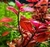 Ludwigia sp red