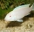 Pseudotropheus Socolofi Albino3-4cm pH7,4 Cichl - comprar online