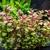 Ludwigia Mini Red