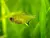 Tetra Limao