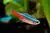 Neon Cardial