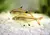Tetra Pristela Ouro