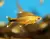 Tetra Cobre (silver tip)