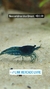 Neocaridina Blue Dream