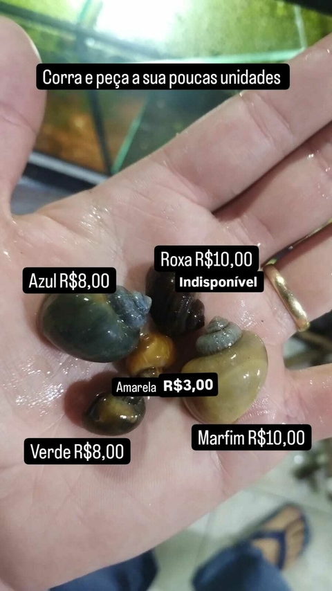 Ampularia