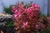 Rotala macandra red - comprar online