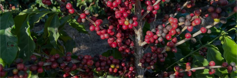 Vídeo de Voo Cafés Especiais