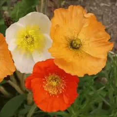 Semillas Amapola De Islandia Huerta Cultivo Floral Eco