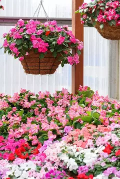 Semillas Alegria Del Hogar Huerta Cultivo Floral Eco en internet
