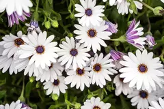 Semillas Dimorphoteca Profesional Huerta Cultivo Floral Eco