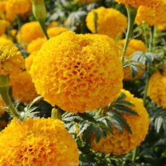 Semillas Copete Profesional Huerta Cultivo Floral Eco - Mister Market Mayorista